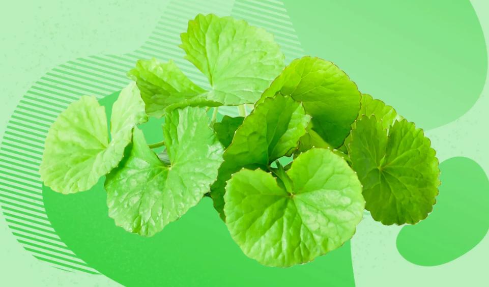 Centella Asiatica Extract Powder Centella Asiatica Extract Powder
