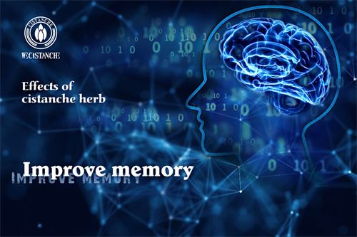 Cistanche Supplements to Improve memory