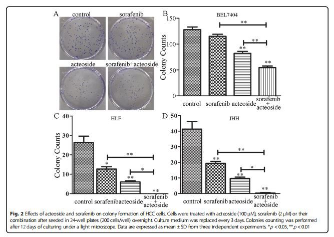 Effects of acteoside and sorafenib on colony formation of HCC cells. Cells were treated with acteoside (100 μM)