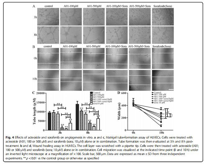 Effects of acteoside and sorafenib on angiogenesis in vitro