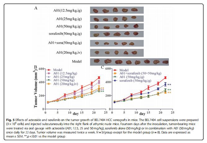Effects of acteoside and sorafenib on the tumor growth of BEL7404 HCC xenografts in mice