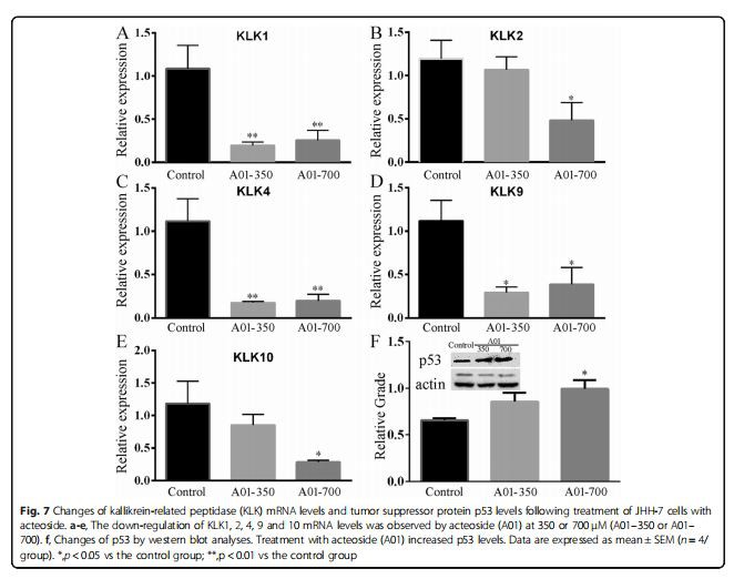 Changes of kallikrein-related peptidase (KLK) mRNA levels and tumor suppressor protein p53 levels following treatment of JHH-7 cells with acteoside