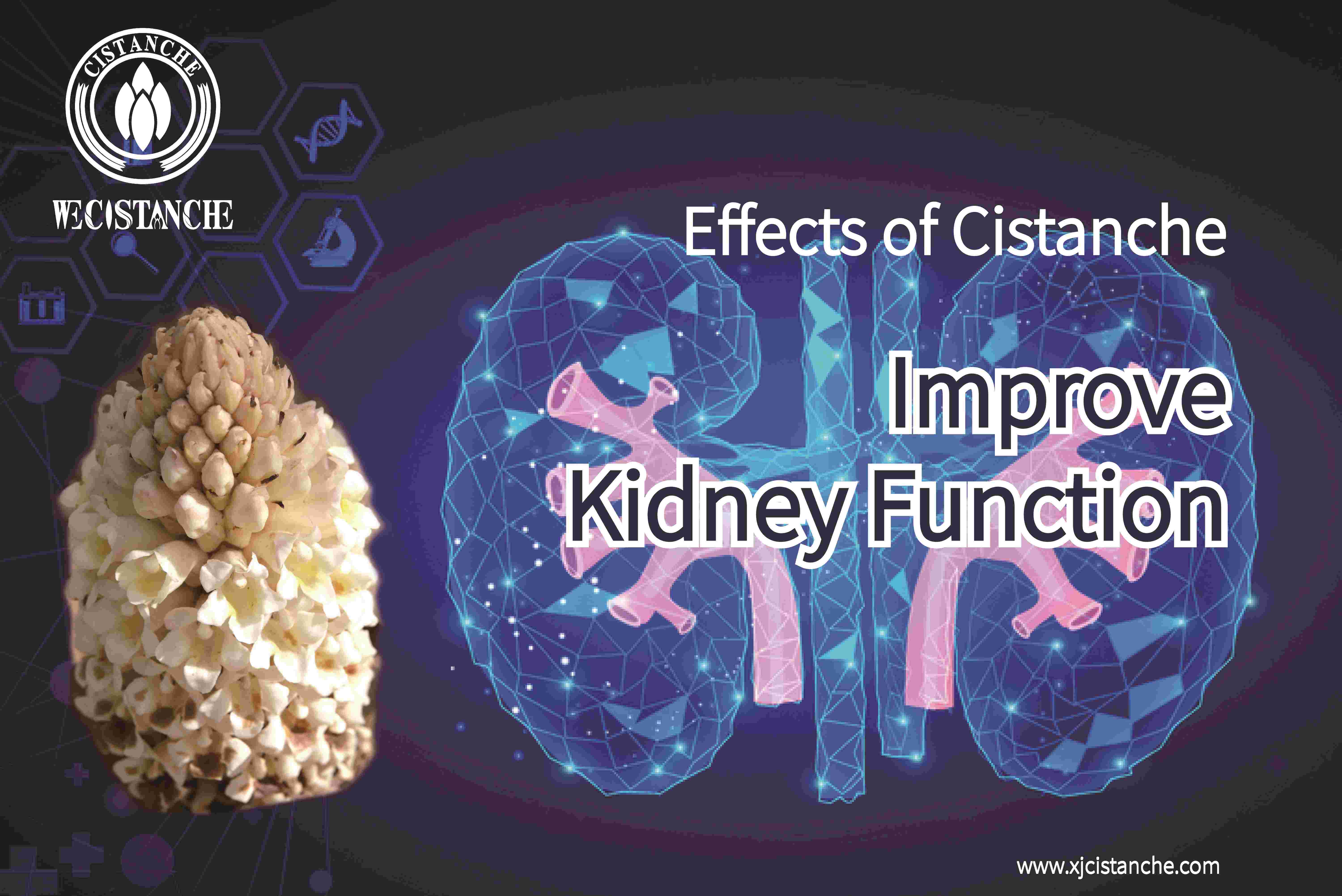 improve kidney function cistanche tubulosa extract