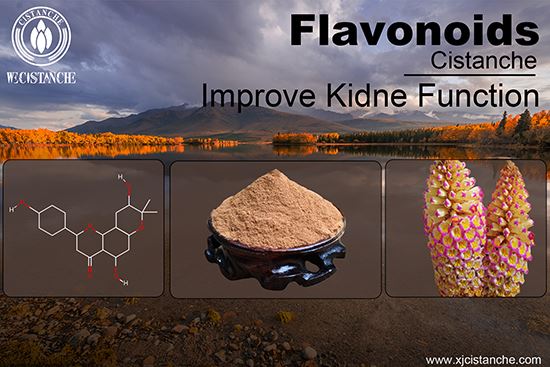 Cistanche for treating chronic kidney disease Cistanche for treating chronic kidney disease