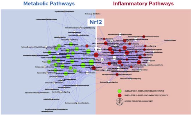 The Role of Nrf2  for Chronic Inflflammation in Chronic Kidney Disease Progression