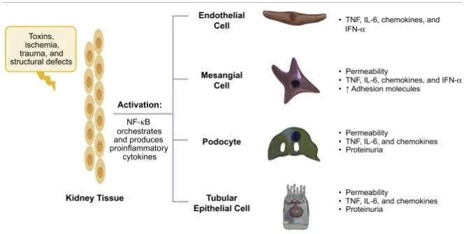 The Role of Nrf2  for Chronic Inflflammation in Chronic Kidney Disease Progression