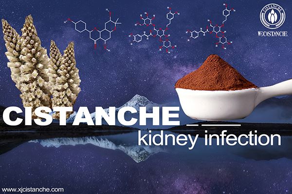 The Role of Nrf2  for Chronic Inflflammation in Chronic Kidney Disease Progression