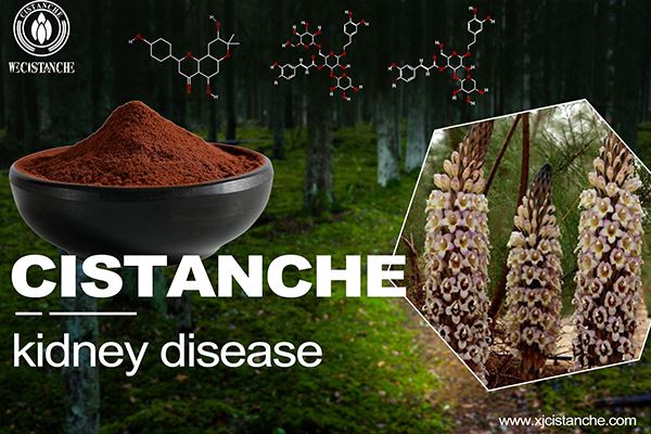 Cistanche can prevent kidney disease