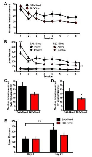 Paternal nicotine reduces nicotine