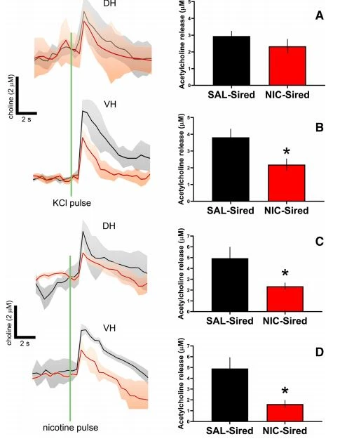 Paternal nicotine reduces cholinergic signaling