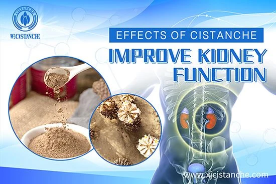 Cistanche can treat kidney injury Cistanche can treat kidney injury