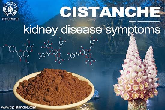 Cistanche can treat kidney injury Cistanche can treat kidney injury