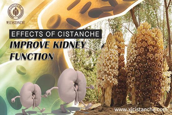 Cistanche can treat kidney injury Cistanche can treat kidney injury