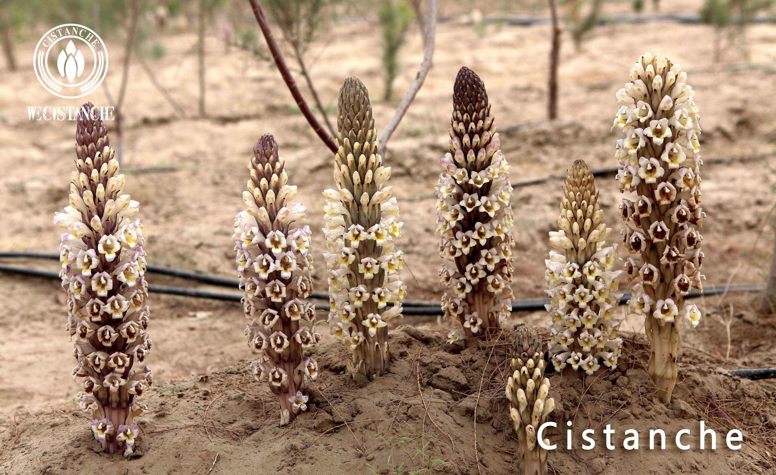Cistanche