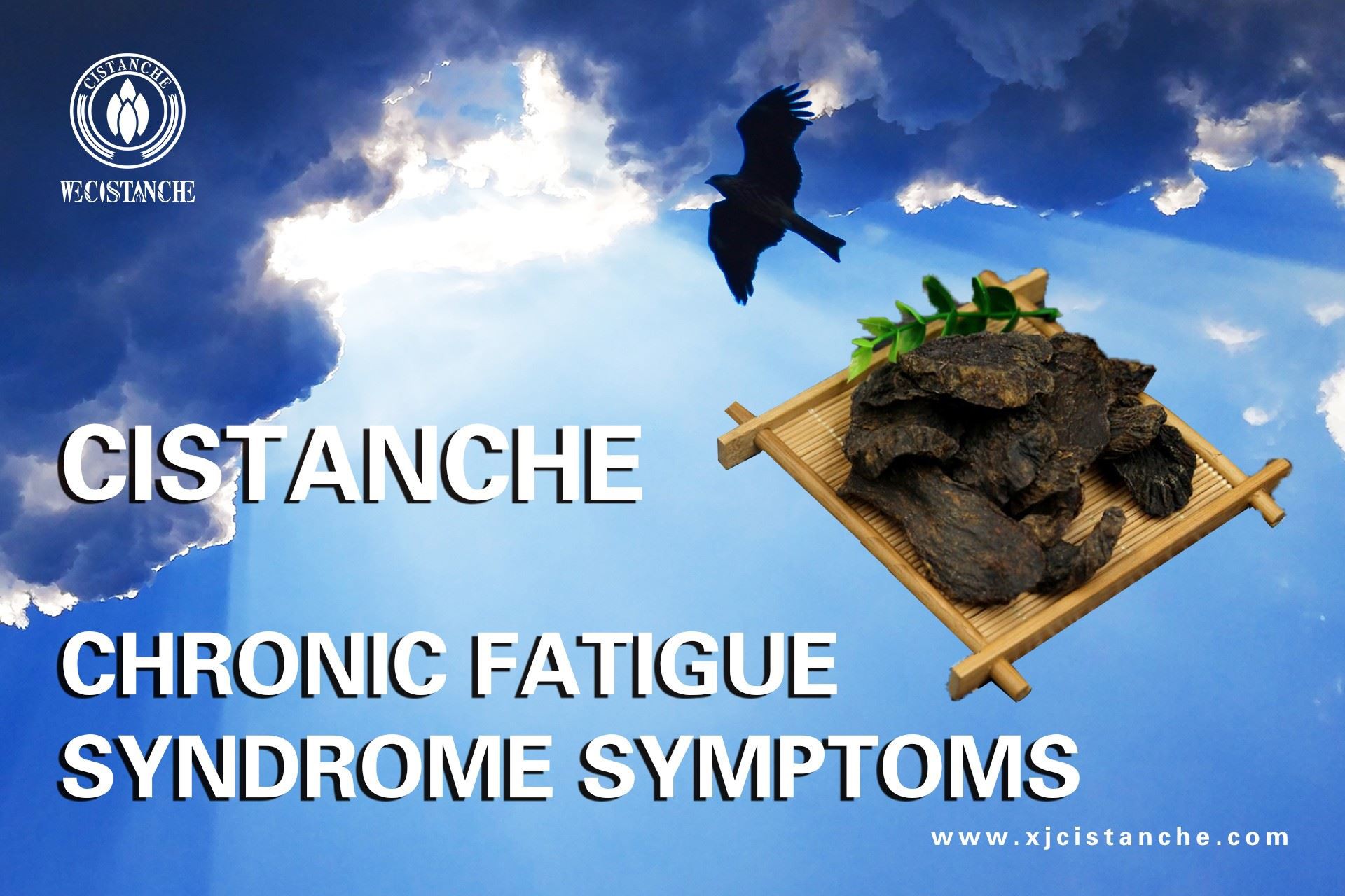 Cistanche can relieve chronic fatigue syndrome symptoms