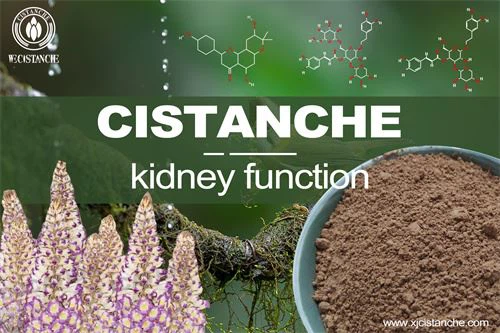 cistanche can kidney function cistanche can kidney function