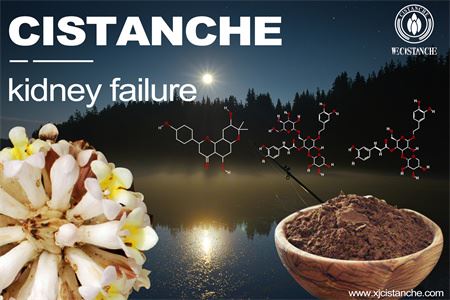 cistanche-kidney failure-5(47)
