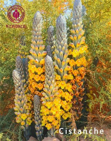 cistanche flowers