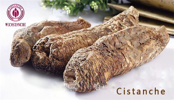 Cistanche plant