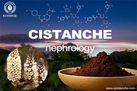 cistanche-nephrology-2(38)