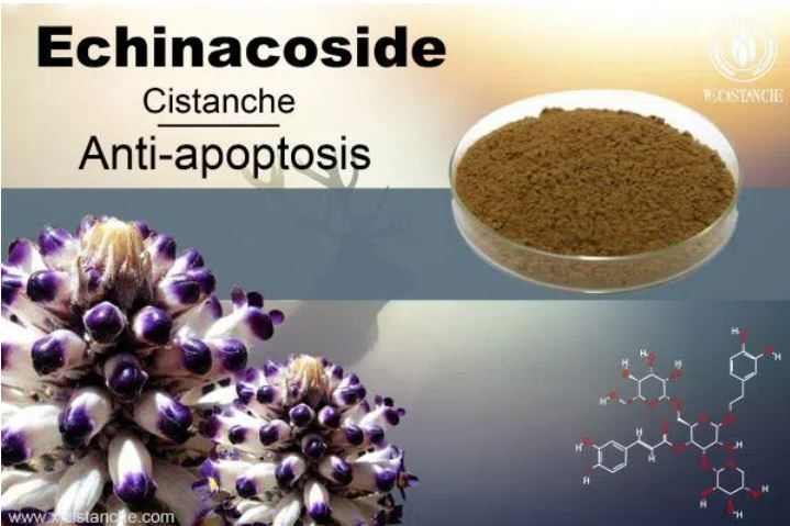 cistanche: anti-cancer cistanche: anti-cancer