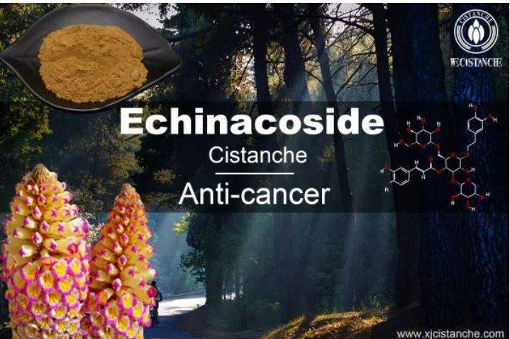 benefit of cistanche: anti-cancer benefit of cistanche: anti-cancer