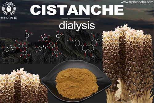Cistanche to treat kidney disease Cistanche to treat kidney disease