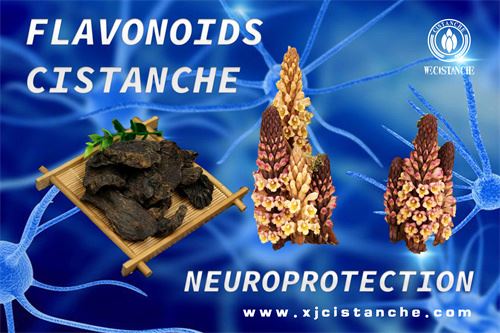 immunity protection immunity protection