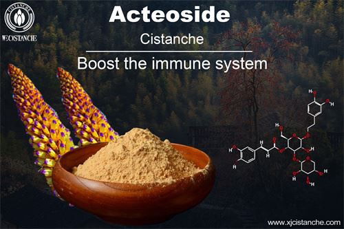 acteoside in cistanche (2)
