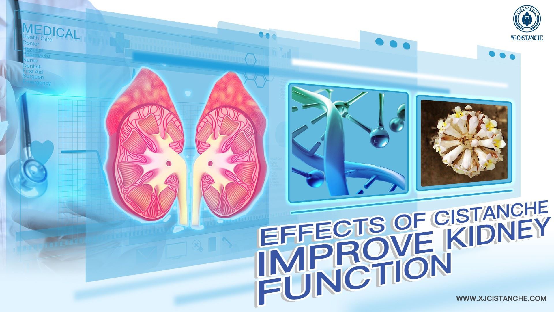 improve kidney function herbs