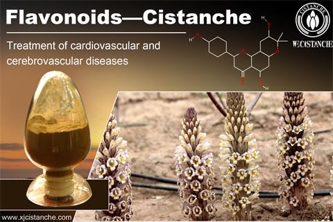 effects of cistanche effects of cistanche