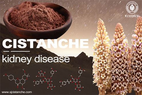 Cistanche extract treats kidney disease