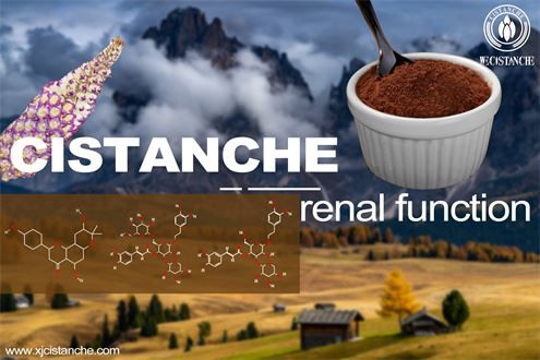 cistanche reviews: improves renal function