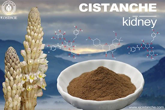 Cistanche-kidney-1(1) Cistanche-kidney-1(1)