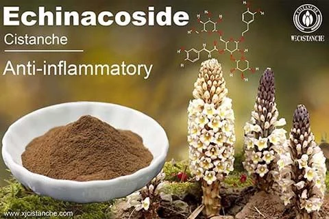 Chinese Herb for Leukemia Treatment