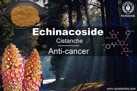 Chinese Herb for Leukemia Treatment