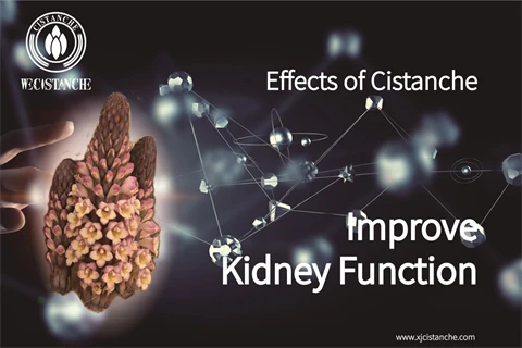desert ginseng cistanche：improve kidney function6