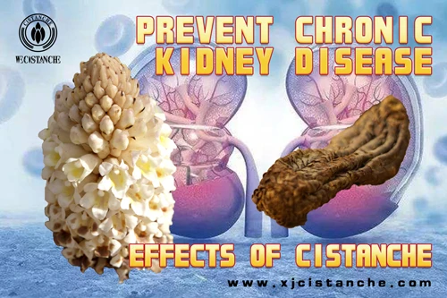 natural herb for kidney natural herb for kidney