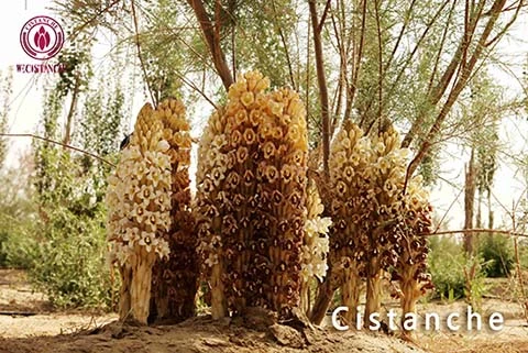 Cistanche Extract for Osteoporosis Cistanche Extract for Osteoporosis