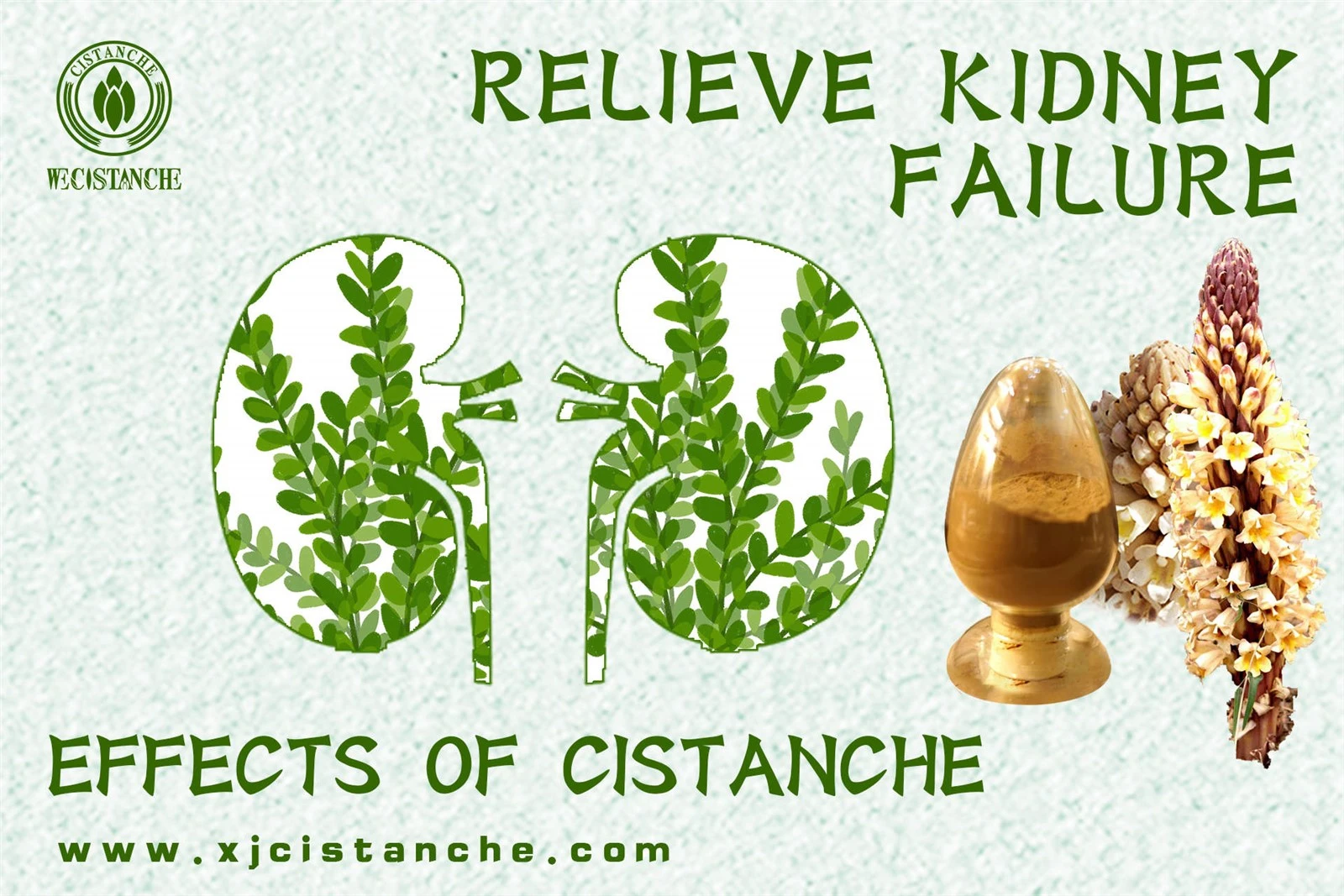 how to use cistanche how to use cistanche