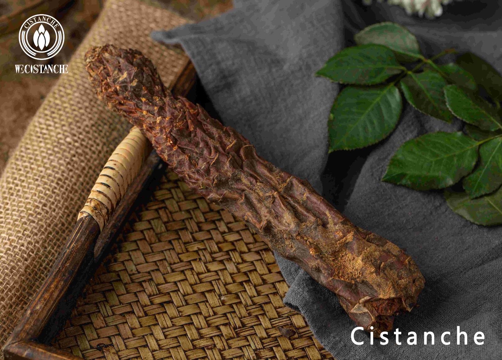 cistanche tubulosa memory