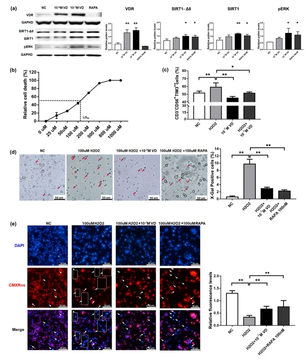 cistanche antioxidant research