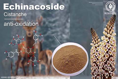 Cistanche Benefits in depression