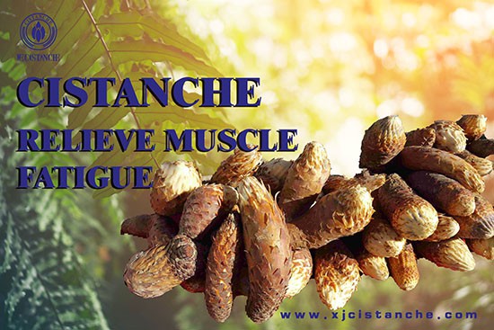 anti-fatigue cistanche (9)