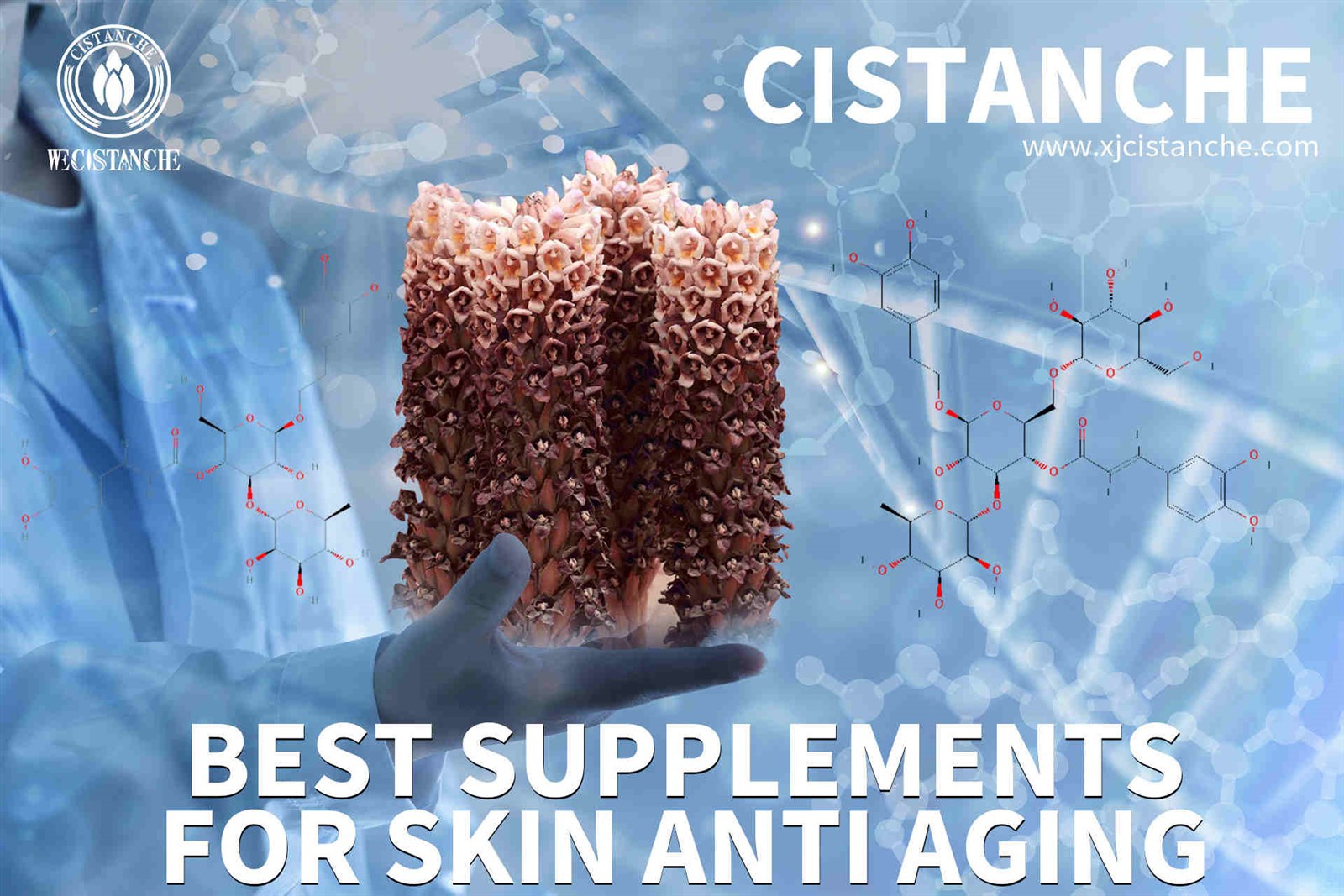 cistanche tubulosa adalah