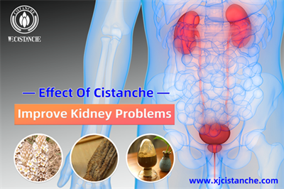 Cistanche benefits