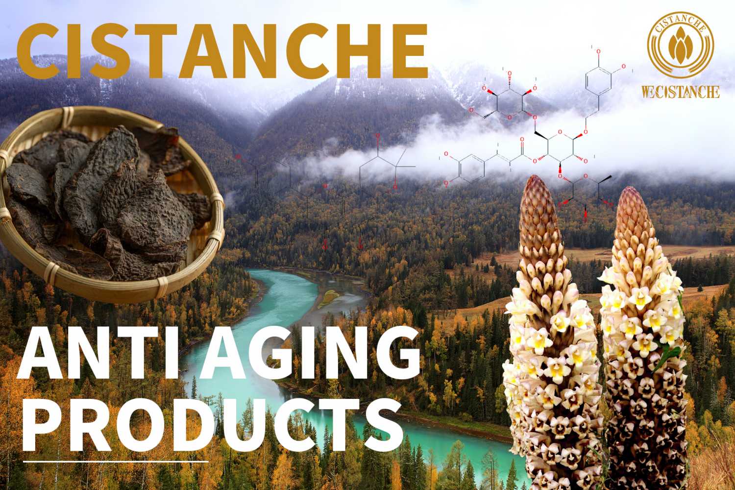 where can i buy cistanche (2)