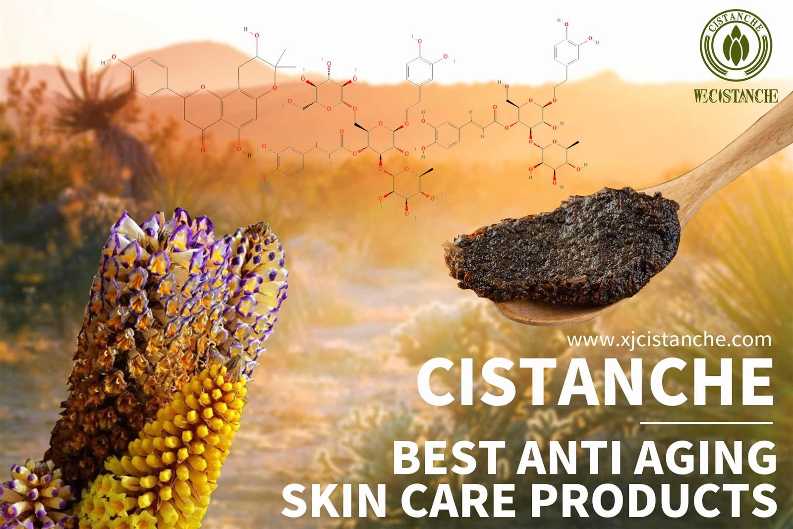 desert cistanche benefits desert cistanche benefits