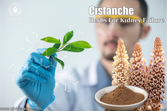 best herbs for kidney function best herbs for kidney function