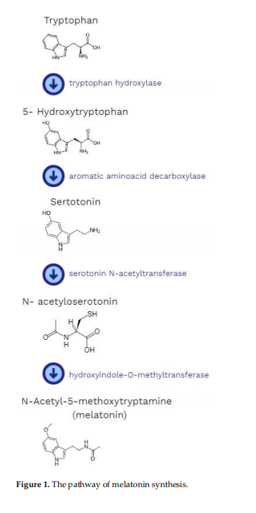 20% CISTANCHE TUBULOSA EXTRACT FOR KIDNEY